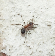 Formica rufa