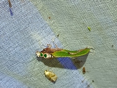 Pycnopalpa bicordata