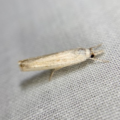 Culladia cuneiferellus