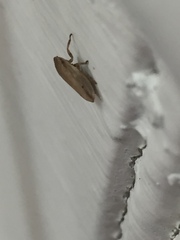 Ulopinae