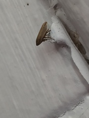 Ulopinae