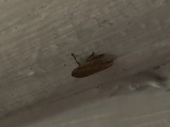 Ulopinae