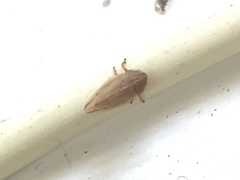 Ulopinae