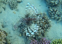Pterois miles