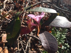 Rhododendron minus