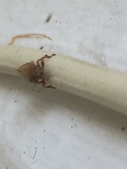 Ulopinae