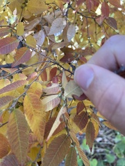 Zelkova schneideriana