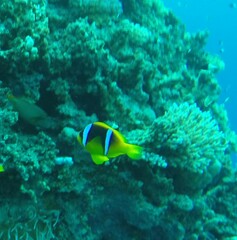 Amphiprion bicinctus