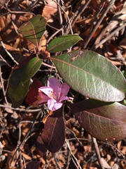 Rhododendron minus