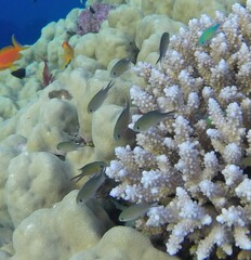 Chromis flavaxilla
