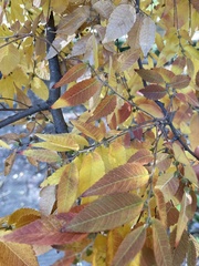 Zelkova schneideriana