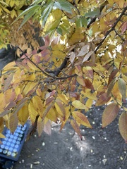 Zelkova schneideriana