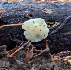 Fomitopsidaceae