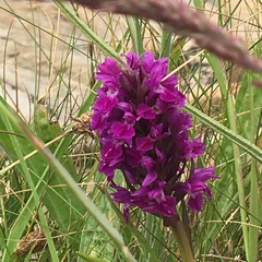 Dactylorhiza