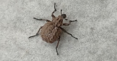 Brachycerus