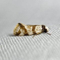 Isomoralla gephyrota