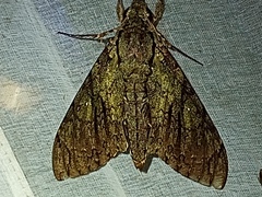 Cocytius lucifer