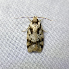 Barea basigramma