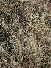 Eragrostis curvula