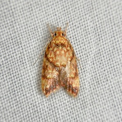Lophopepla igniferella