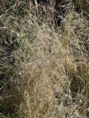 Eragrostis curvula