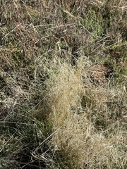 Eragrostis curvula