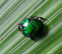 Oxysternon conspicillatum