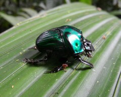 Oxysternon conspicillatum