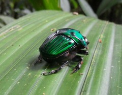 Oxysternon conspicillatum