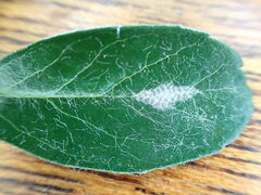 Phyllonorycter leucographella