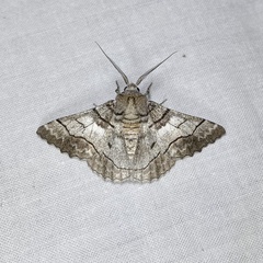 Hypobapta diffundens