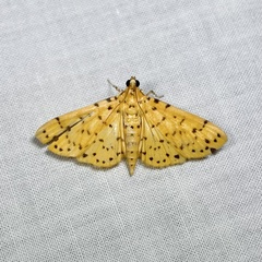 Conogethes punctiferalis