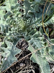 Cirsium scariosum