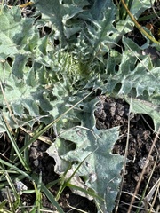Cirsium scariosum
