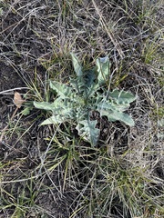 Cirsium scariosum