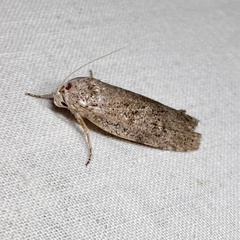 Cryptophasa irrorata