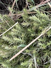Galium andrewsii