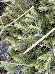 Galium andrewsii