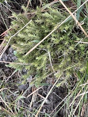 Galium andrewsii