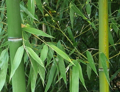 Phyllostachys aureosulcata