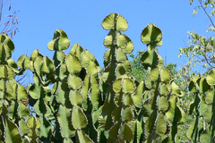 Euphorbia cooperi