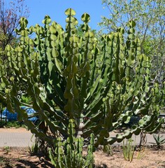 Euphorbia cooperi