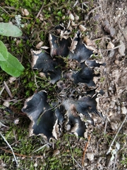 Peltigera hymenina