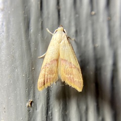Hapaloteucha paragramma