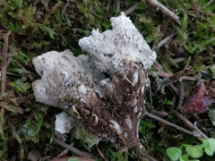 Peltigera hymenina