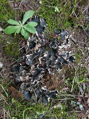 Peltigera hymenina