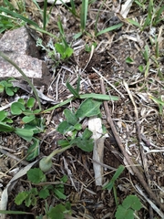 Chaptalia integerrima