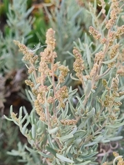 Atriplex