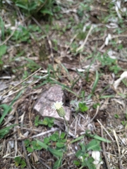 Chaptalia integerrima