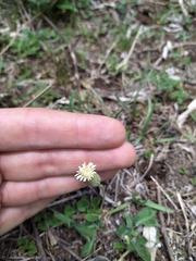 Chaptalia integerrima